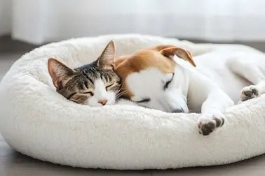 Pet Comfort & Beds